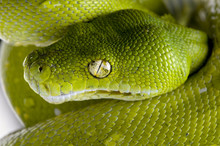 Green Tree Python - Morelia Viridis (5 Years Old)