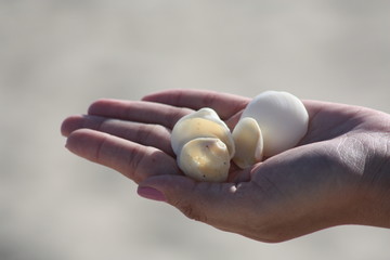 Wall Mural - seashell