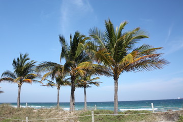 Sticker - a coconut tree at the beach