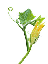 Squash Leaves And Flower