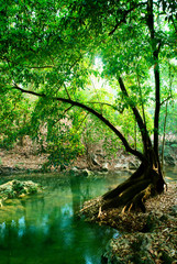 Poster - river in deep forest