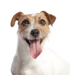jack russell terrier smiling