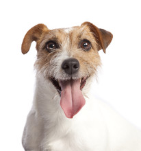 Jack Russell Terrier Smiling