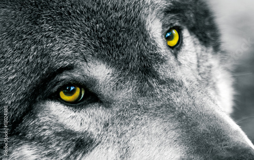 Dekoracja na wymiar  wilcze-oczy