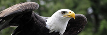 Panorama Of Bald Eagle Readying For Flight