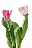 Fototapeta Perspektywa 3d - two pretty tulips