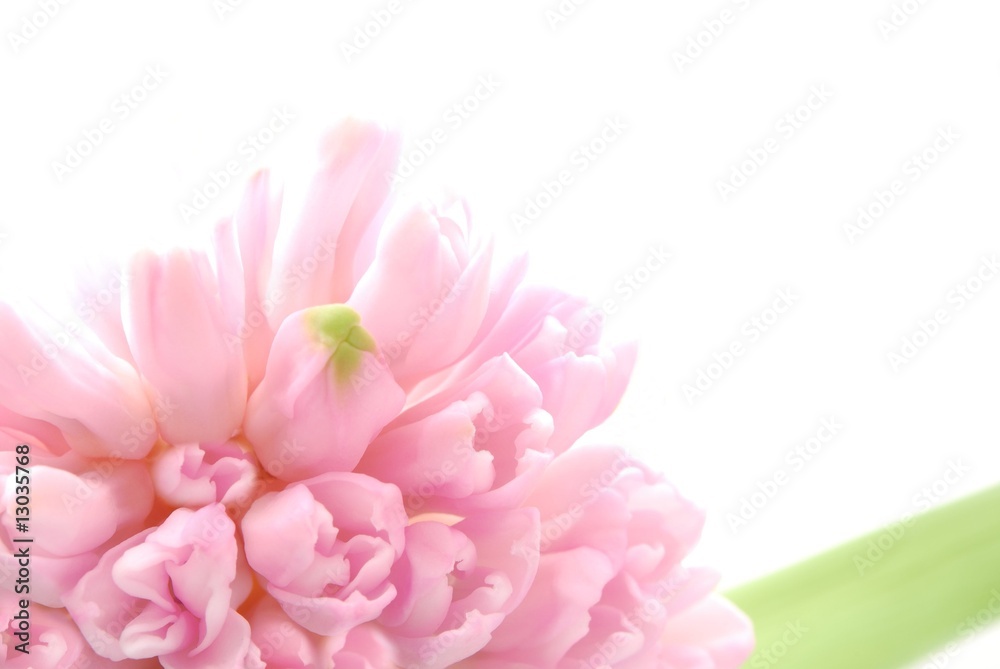 pink hyacinths - obrazy, fototapety, plakaty 
