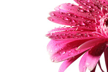 Pink Daisy Flower With Dew