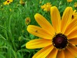 Black-eyed Susan and insect