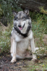  Gray Wolf (Canis Lupus)
