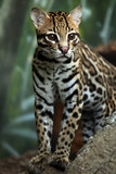 Watching For Prey