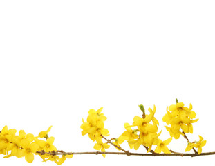 Forsythia