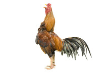 Isolated Rooster Crowing With Clipping Path