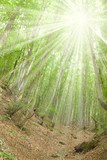 Fototapeta Las - green forest in a sunny day