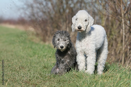 buy bedlington terrier