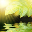 © Mario Lopes - green vivid leafs witn water reflexion and sunrays