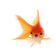 canvas print picture - Shocked Goldfish Isolated on White Background