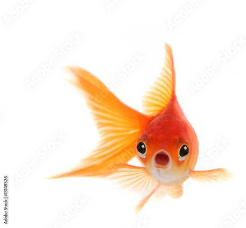 Cuadros en Lienzo Shocked Goldfish Isolated on White Background