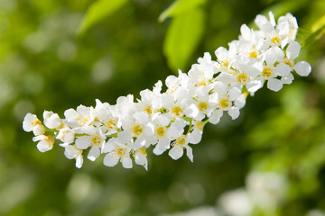 Wall Mural - beauty spring flowers