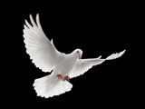 Fototapeta Sypialnia - dove flying