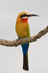 bee-eater