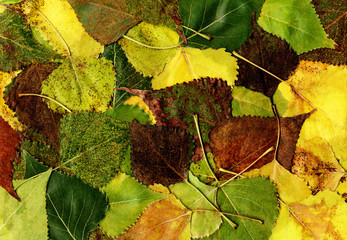 Wall Mural - Many green autumn leaves