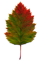 Wall Mural - many different autumn leaves isolated on white