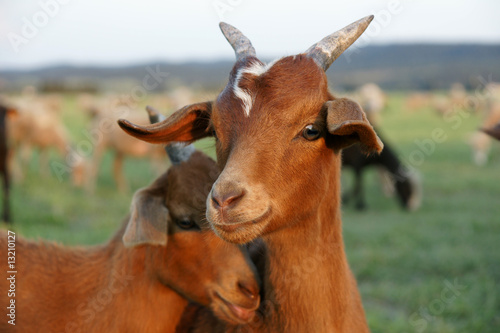 Photographie  Chevre