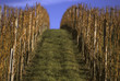 Reben im Weinberg - Vines in a Vineyard in Germany