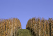 Reben in einem Weinberg - Vines in a vineyard