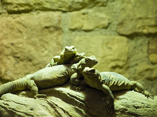 A group of lizards piled up on each other against a stone backgr