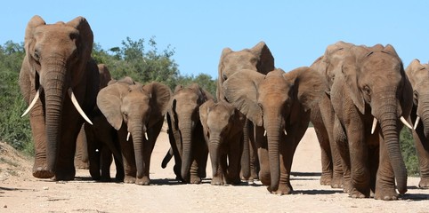 Wall Mural - elephant family herd