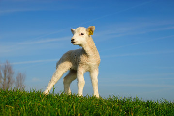 cute lamb in spring