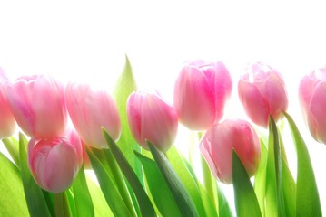 Wall Mural - pink tulips