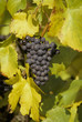 Trauben und Rebe vom Trollinger - Bunches of Grapes