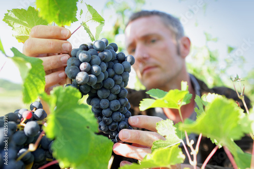 Cuadros en Lienzo homme travaillant dans les vignes