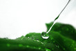 water falling on green leaf with drops