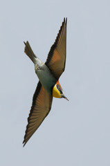 Wall Mural - Bee-eater (Merops apiaster) in flight, Israel