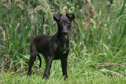 Photo Stock Chiot Petit Levrier Italien Noir Debout Dans L Herbe Adobe Stock