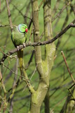 Fototapeta Londyn - green spring background with green parrot
