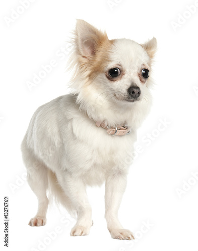 Long Haired Chihuahua 11 Months Old Buy This Stock Photo And