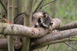 raccoon high up in a tree resting