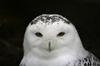 portrait of a snow owl
