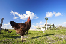 Chickens On A Farm In Summer With Green Grass