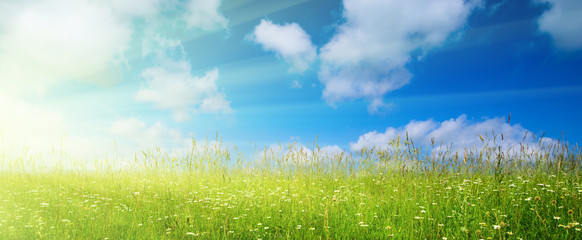 summer grass and flowers