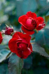 Wall Mural - two red roses in garden