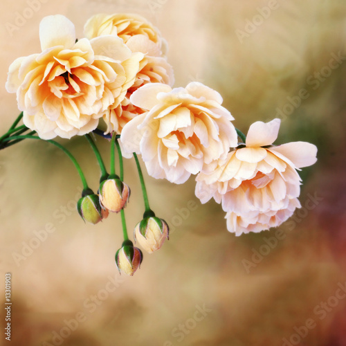 Yellow miniature roses