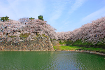 nagoya castle and cherry blossoms