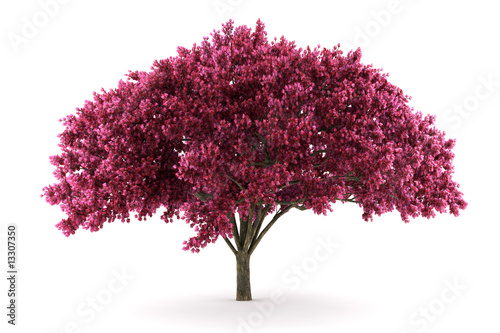 Fotomural cherry tree isolated on white background with clipping path