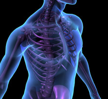 X-ray Illustration Of Male Human Body And Skeleton